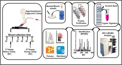 Differences in protein expression, at the basal state and at 2 h of insulin infusion, in muscle biopsies from healthy Arab men with high or low insulin sensitivity measured by hyperinsulinemic euglycemic clamp